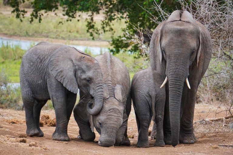 Vier spielende Elefanten im Kruger Nationalpark in Südafrika